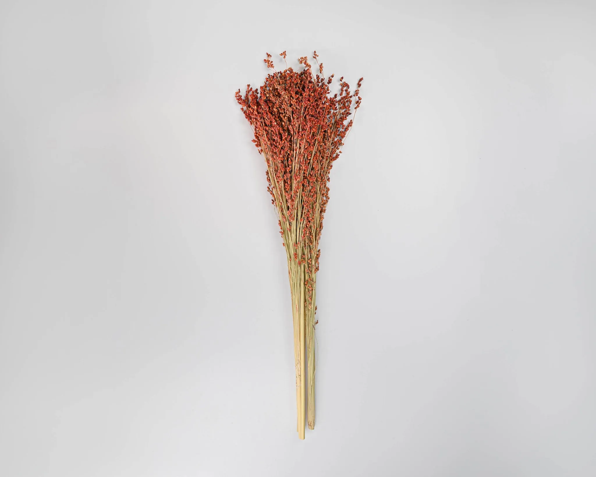 Dried Red Broom Corn - Decorative Broom Corn